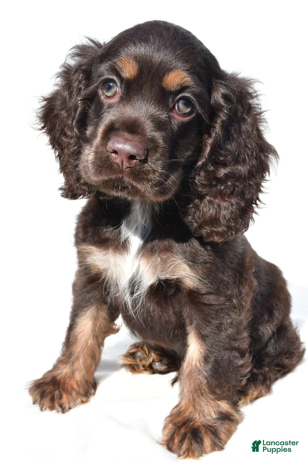 Cocker Spaniel dogs for sale: Captain - Ad 1