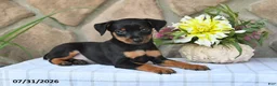 Miniature Pinscher dogs for sale: Tyrell - Ad 4
