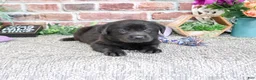 Labrador Retriever dogs for sale: Estelle - Ad 6