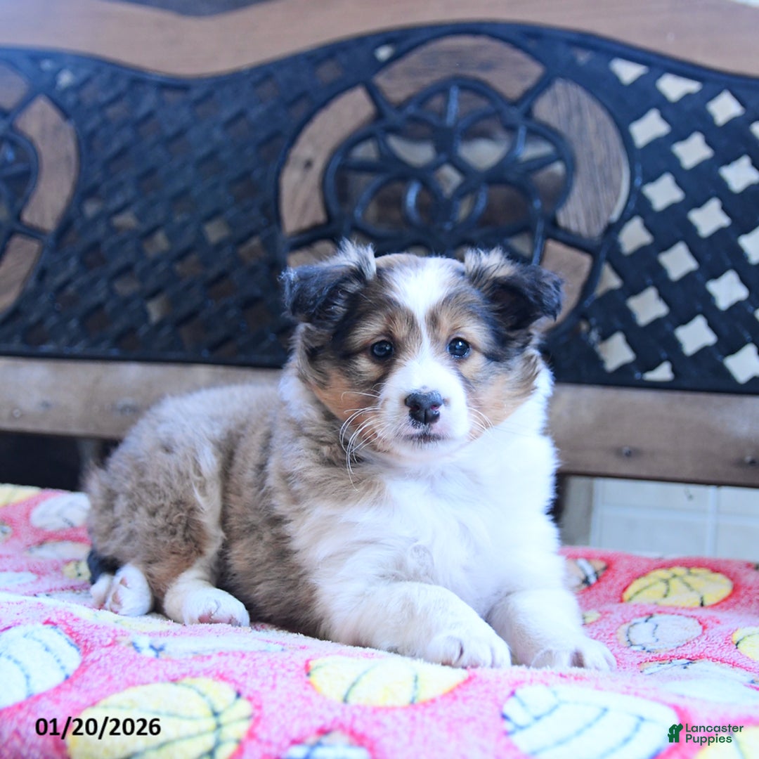 Shetland Sheepdog dogs for sale: Dixie - Ad 4