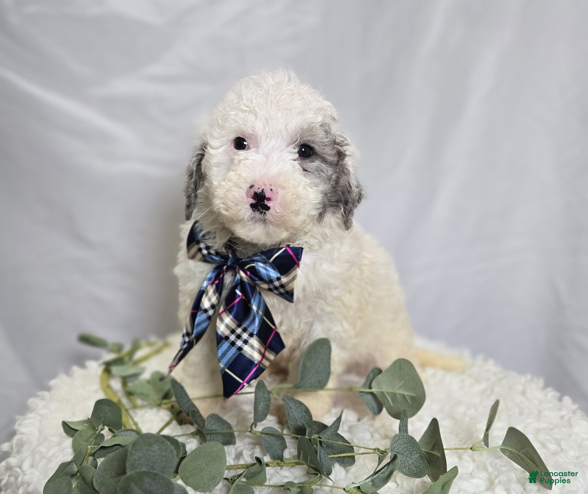 Mini Sheepadoodle dogs Liam - Ad 2