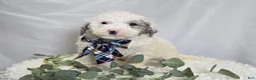Mini Sheepadoodle dogs for sale: Liam - Ad 2