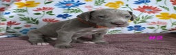 Great Dane dogs for sale: Great Dane Puppy 2 - Ad 3