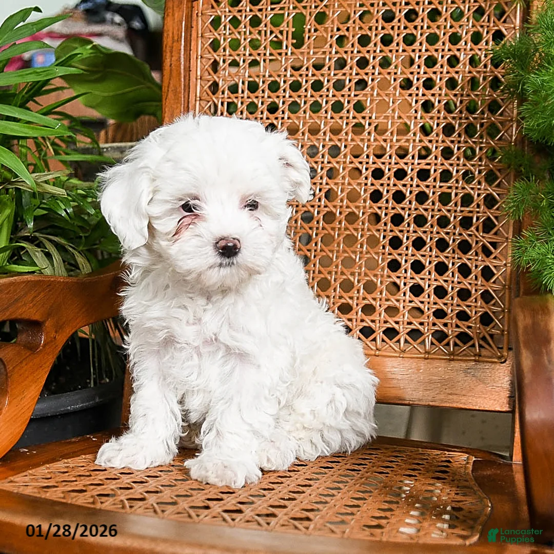 Maltipoo dogs for sale: Khloe - Ad 3
