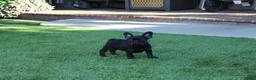 French Bulldog dogs for sale: French Bulldog Puppy 1 - Ad 4