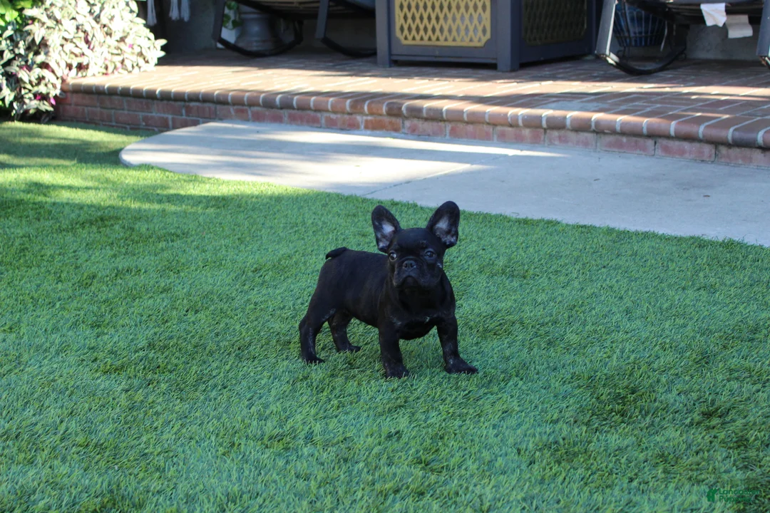French Bulldog dogs for sale: French Bulldog Puppy 1 - Ad 4
