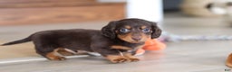 Miniature Dachshund dogs for sale: Robin - Ad 10