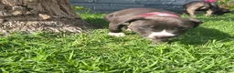 American Pit Bull Terrier dogs for sale: Chilli - Ad 3