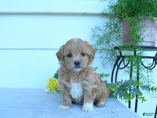 Shihpoo dogs - Ad 27