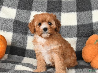 Cavapoo dogs - Ad 38