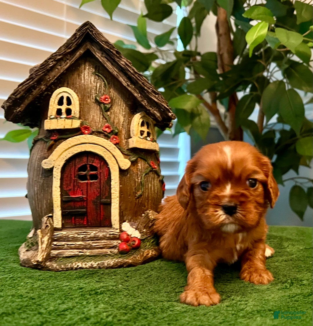 Cavalier King Charles Spaniel dogs for sale: Cavalier King Charles Spaniel Puppy 4- Holly - Ad 1