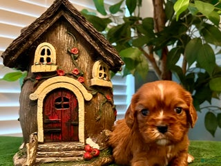 Cavalier King Charles Spaniel dogs Cavalier King Charles Spaniel Puppy 4- Holly - Ad 11