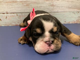 English Bulldog dogs Olaf - Ad 18