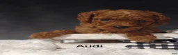 Cavapoo dogs for sale: Cavapoo F1b 3 Audi - Ad 14