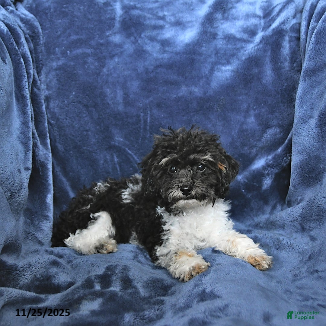 Toy Poodle dogs for sale: Kody - Ad 2