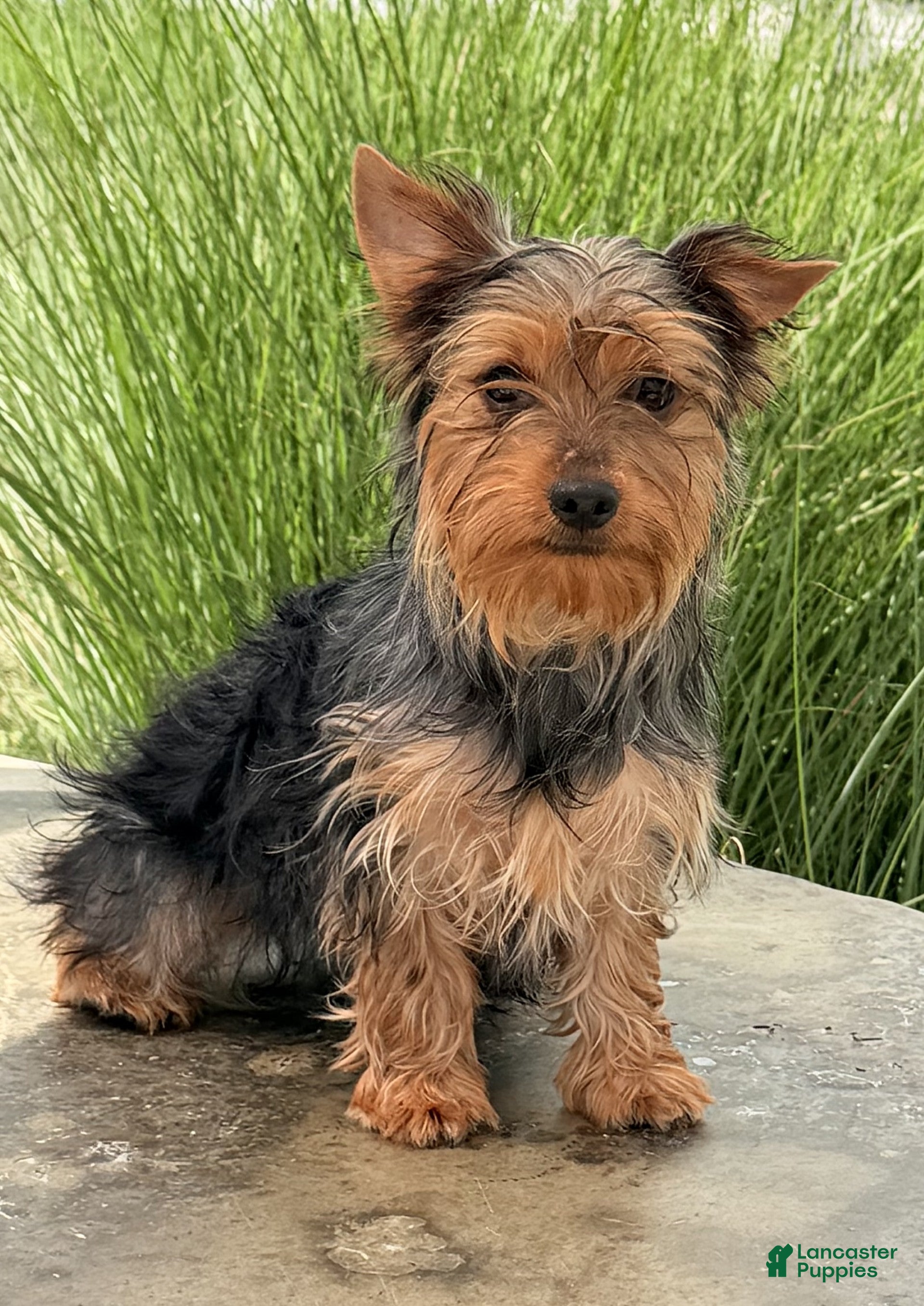 Yorkshire Terrier dogs Zora - Ad 2