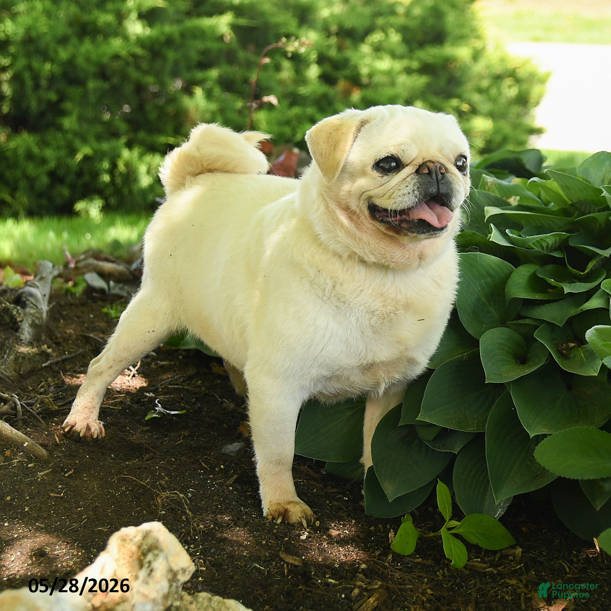 Pug dogs Sheeba - Ad 2