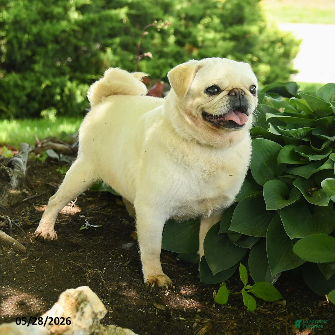 Pug dogs for sale: Sheeba - Ad 2