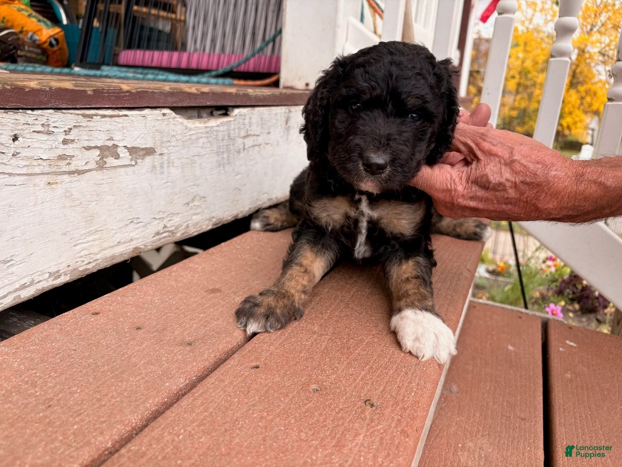 Mixed Breed dogs for sale: Molly - Ad 1