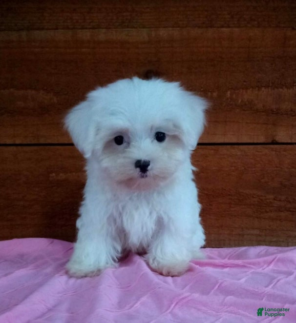 Maltese dogs Sadie - Ad 2