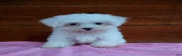 Maltese dogs for sale: Sadie - Ad 2