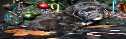 Pomapoo dogs for sale: Ollie - Ad 6