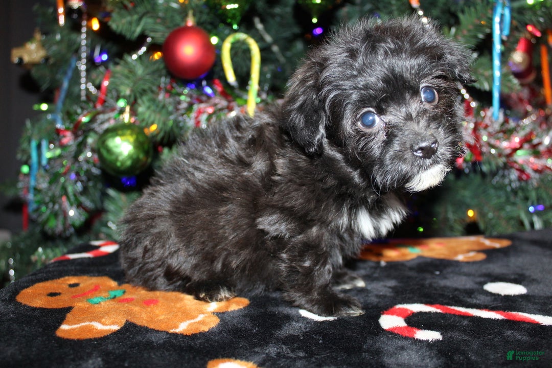Pomapoo dogs for sale: Ollie - Ad 6