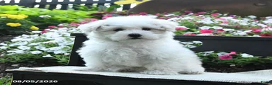 Teddy