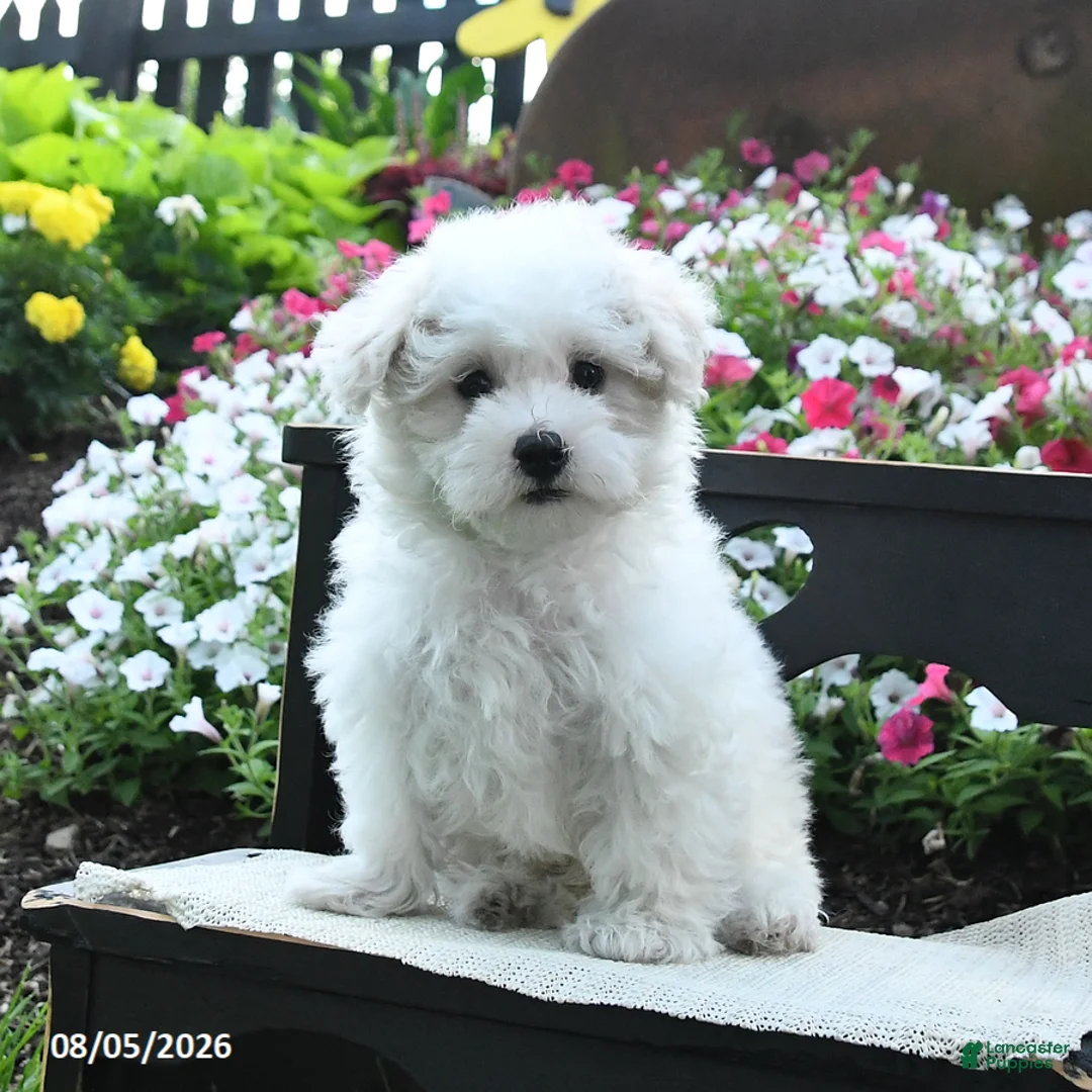 Maltipoo dogs for sale: Teddy - Ad 1