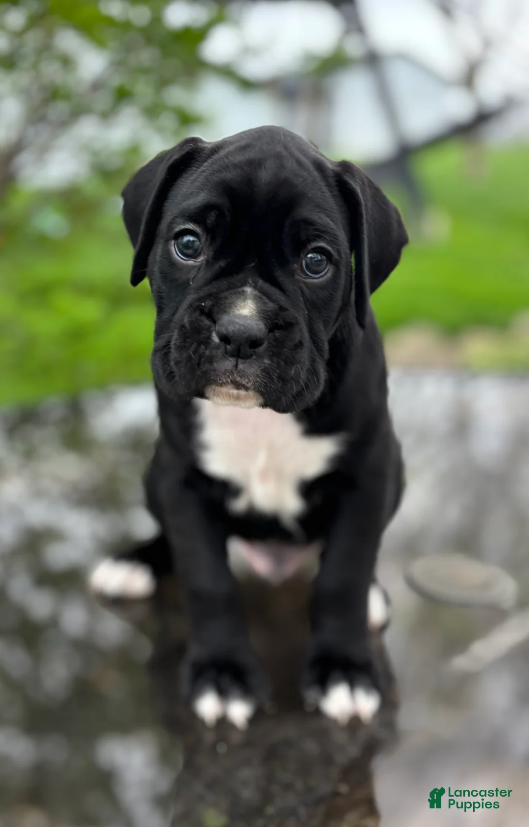 Boxer dogs for sale: Hosea - Ad 2