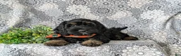 Cockapoo dogs for sale: Adrian - Ad 7