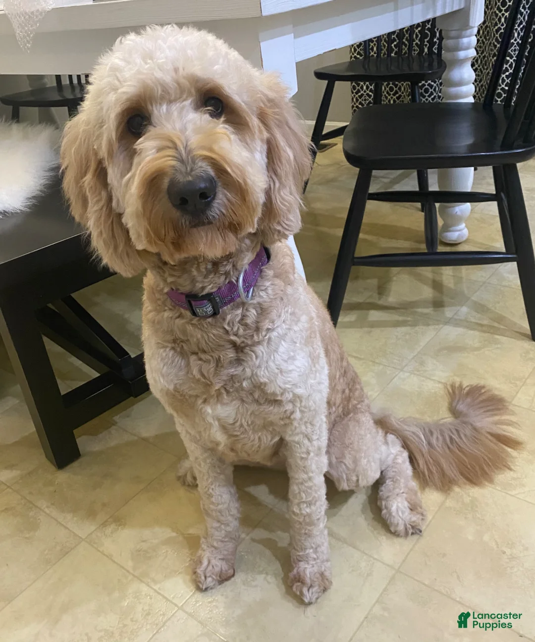 Mini Goldendoodle dogs for sale: Beau - Ad 4