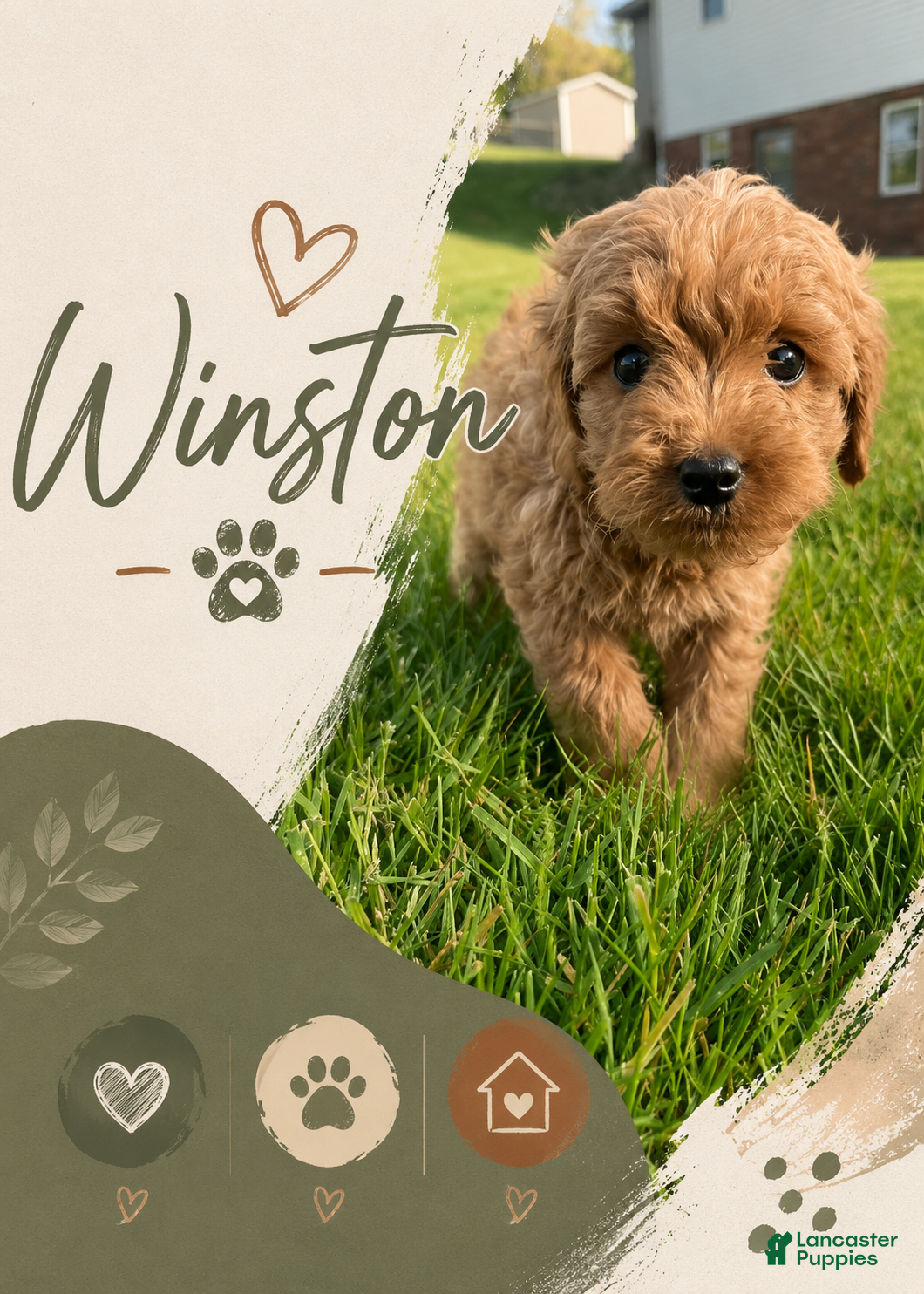 Cavapoo dogs Winston - Ad 1