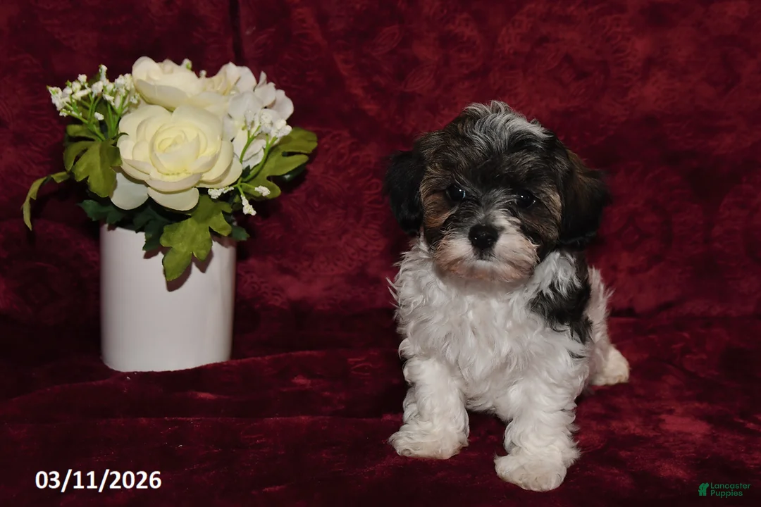 Maltipoo dogs for sale: Sparky - Ad 2