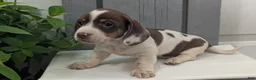 Miniature Dachshund dogs for sale: Moby - Ad 5
