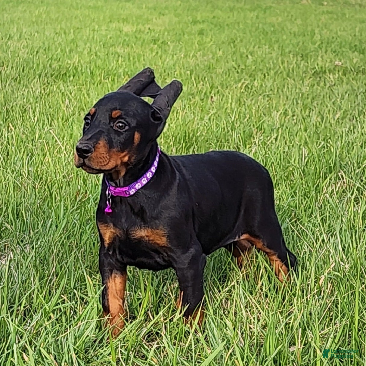 Doberman Pinscher dogs Sheba  - Ad 2