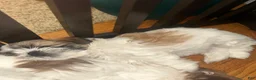 Shih Tzu dogs for sale: Shih Tzu 1 - Ad 10