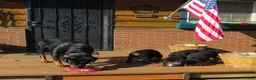 Rottweiler dogs for sale: Napoleon - Ad 3