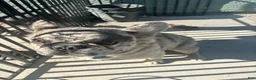 French Bulldog dogs for sale: Gizmo - Ad 2
