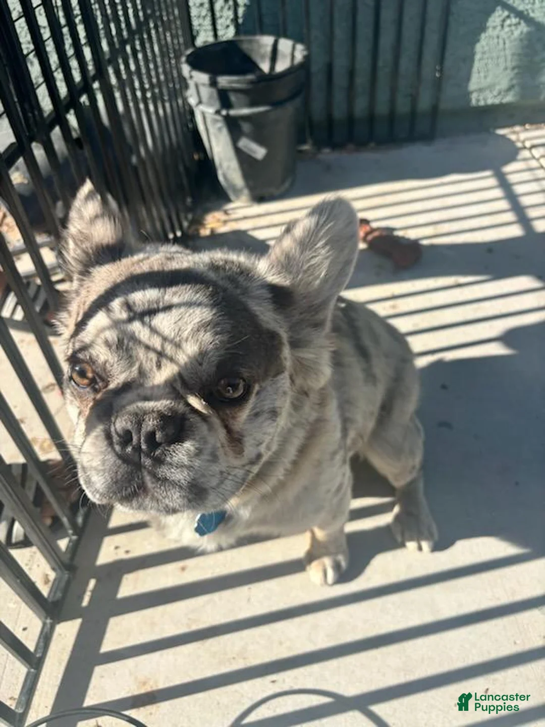French Bulldog dogs for sale: Gizmo - Ad 2