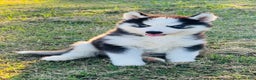Siberian Husky dogs for sale: Siberian Husky Puppy 3 - Ad 14