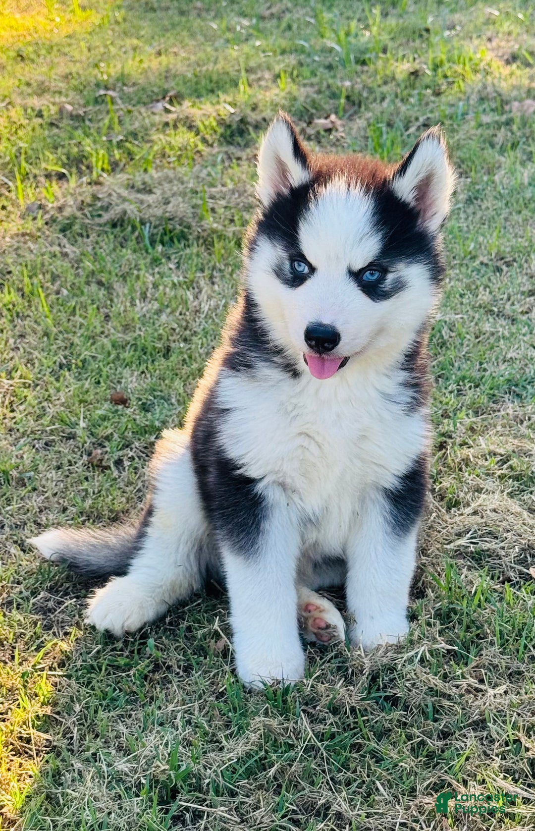 Siberian Husky dogs for sale: Siberian Husky Puppy 3 - Ad 14