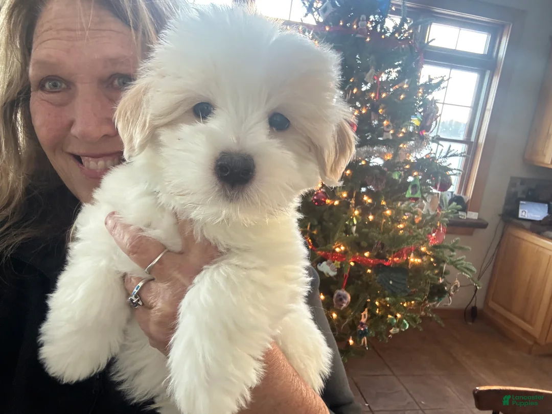 Coton De Tulear dogs for sale: Coton De Tulear 8   Baxter - Ad 1