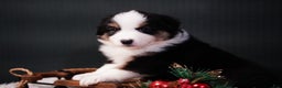 Miniature Australian Shepherd dogs for sale: Domino - Ad 8
