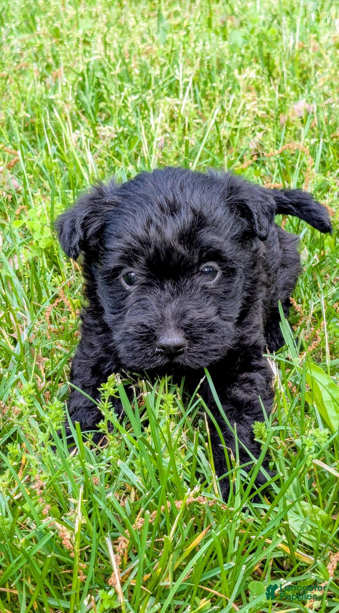 Mixed Breed dogs Chase - Ad 2