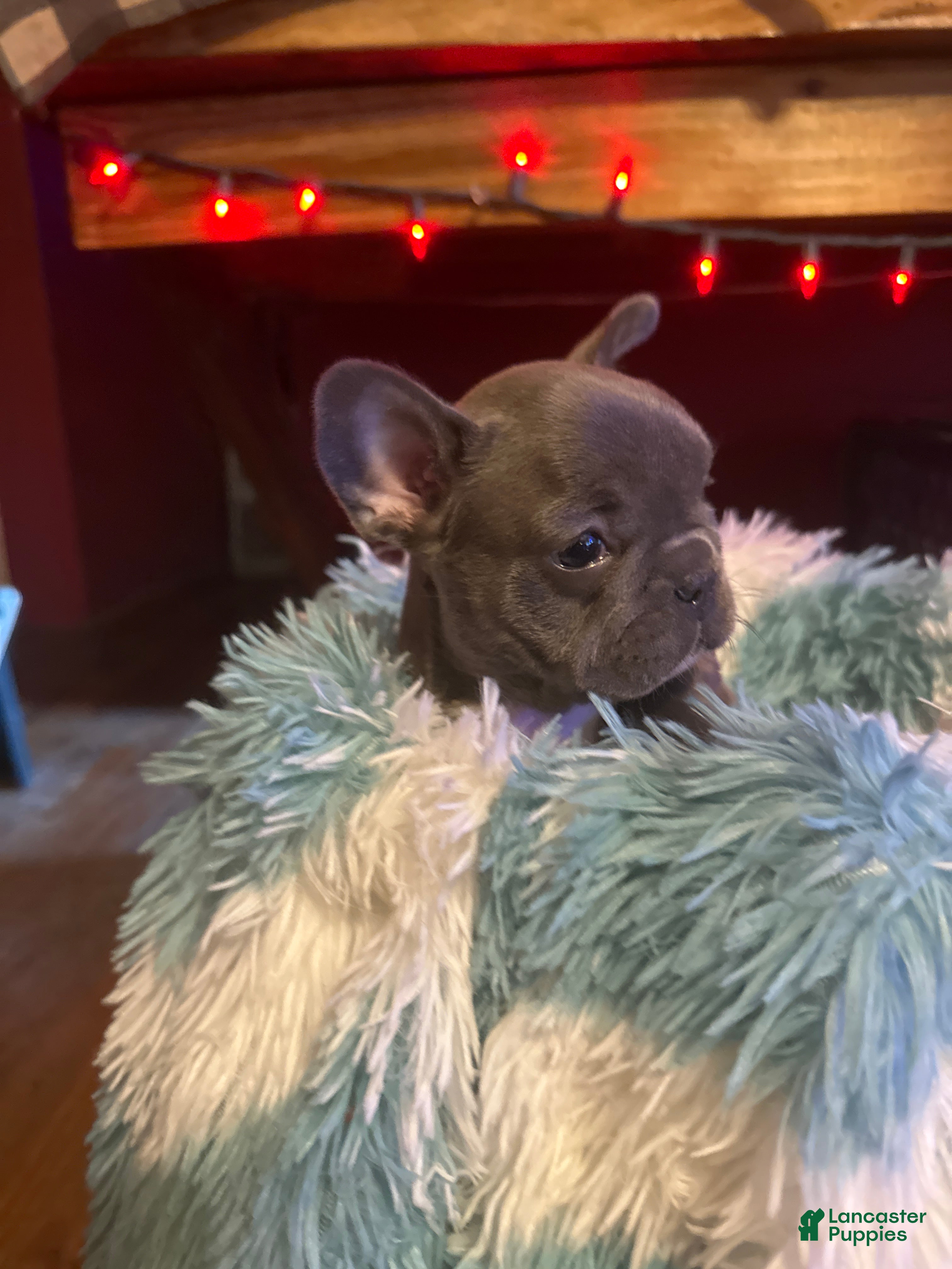French Bulldog dogs  Puppy 2 - Ad 34