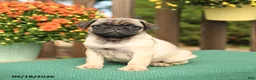 Pug dogs for sale: Max - Ad 3