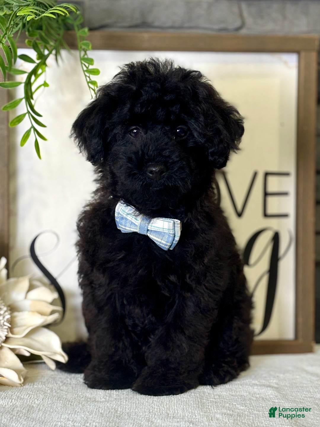Toy Poodle dogs for sale: Smacker - Ad 9