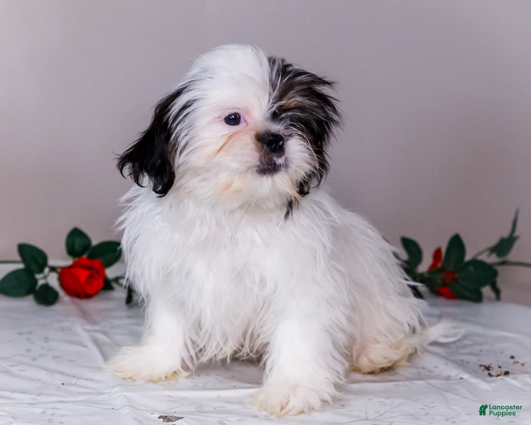 Shih Tzu dogs for sale: Lanceton - Ad 11
