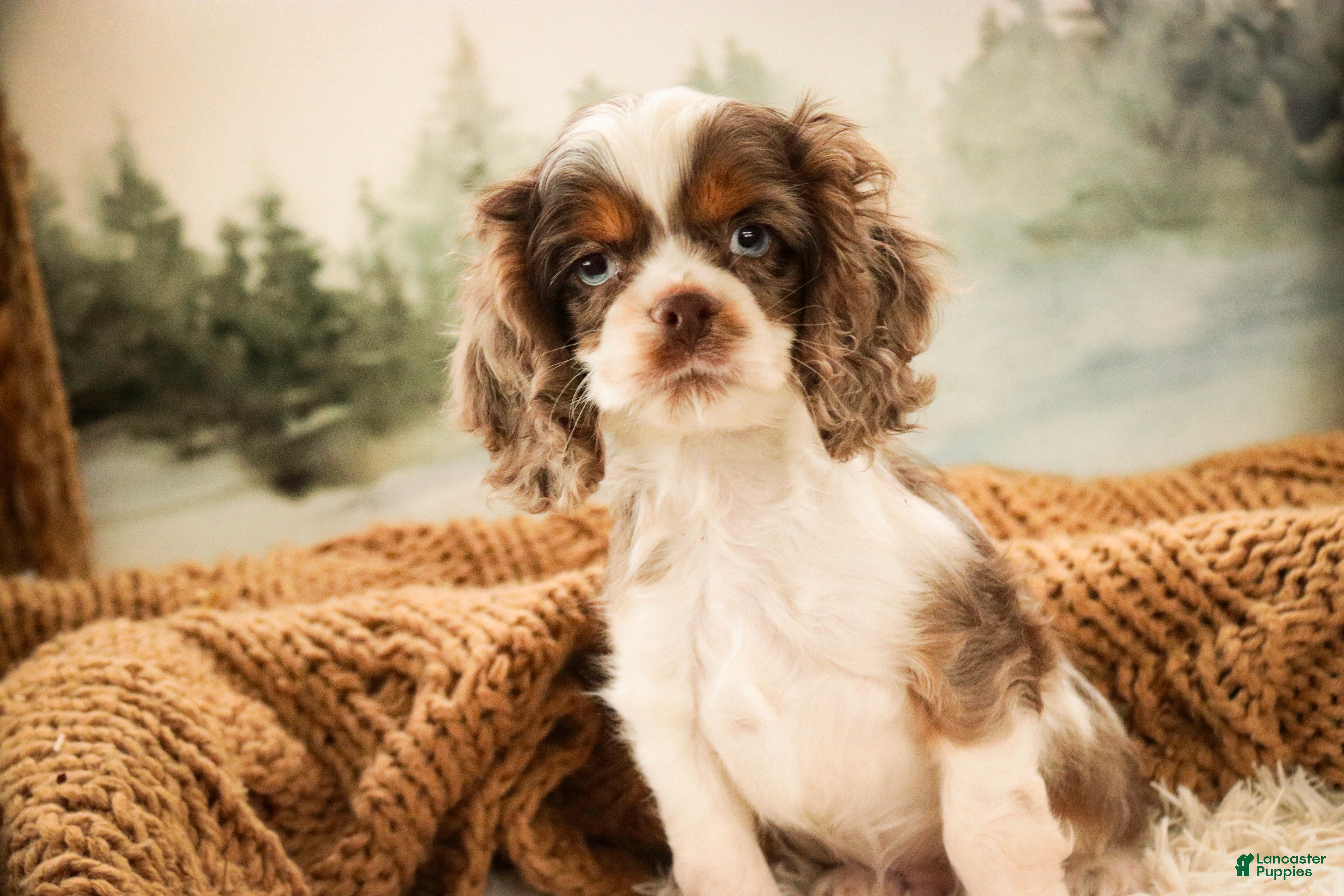 Cocker Spaniel dogs Graham - Ad 3